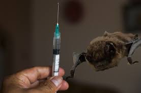 Photo of Encontraron un murciélago con rabia y vacunarán preventivamente