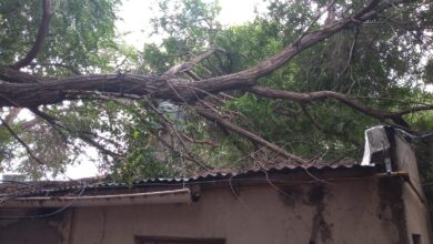Photo of El árbol de vecino terminó encima de su casa