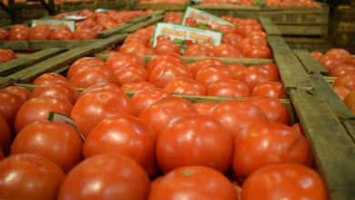 Photo of El precio del tomate saltó 100% y se paga hasta $500 el kilo.