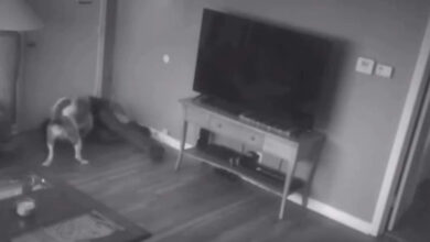 Photo of Un pitbull defendió su hogar de un ladrón y se volvió viral