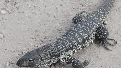 Photo of Encontró un lagarto en su patio