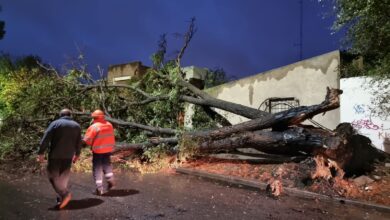 Photo of FOTOS Y VIDEOS: Más de 15 árboles caídos por la tormenta