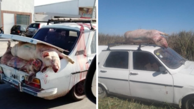 Photo of Volcó un camión con cerdos vivos y los vecinos los faenaron