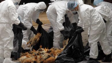 Photo of China confirmó el primer caso de gripe aviar H3N8 en humanos