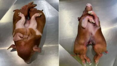 Photo of Nació un cerdo con 8 patas e investigan una posible mutación