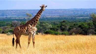 Photo of Una jirafa atacó a una guía turística y mató a su bebé