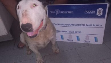 Photo of Robaron un perro y tras un allanamiento volvió a su casa
