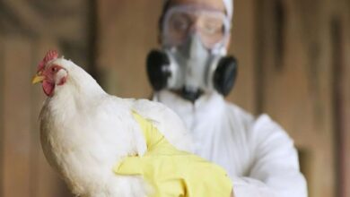 Photo of Emergencia sanitaria por gripe aviar en Argentina