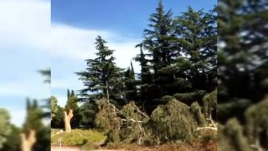 Photo of Fuertes quejas de vecinos por la tala de eucaliptos en 14 de Julio