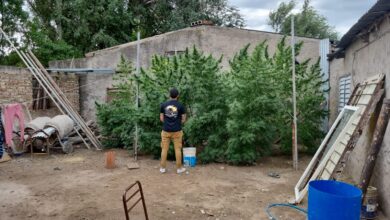 Photo of Ladrón se escondió en una casa con una gran plantación de marihuana