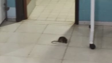 Photo of Ratas y cucarachas en los quirófanos del Penna