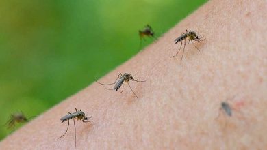 Photo of Cronograma de fumigación en la invasión de mosquitos